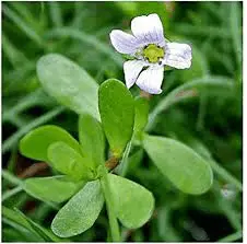 Bacopa Moneri