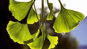 Ginkgo Biloba