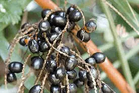 Saw Palmetto Berry